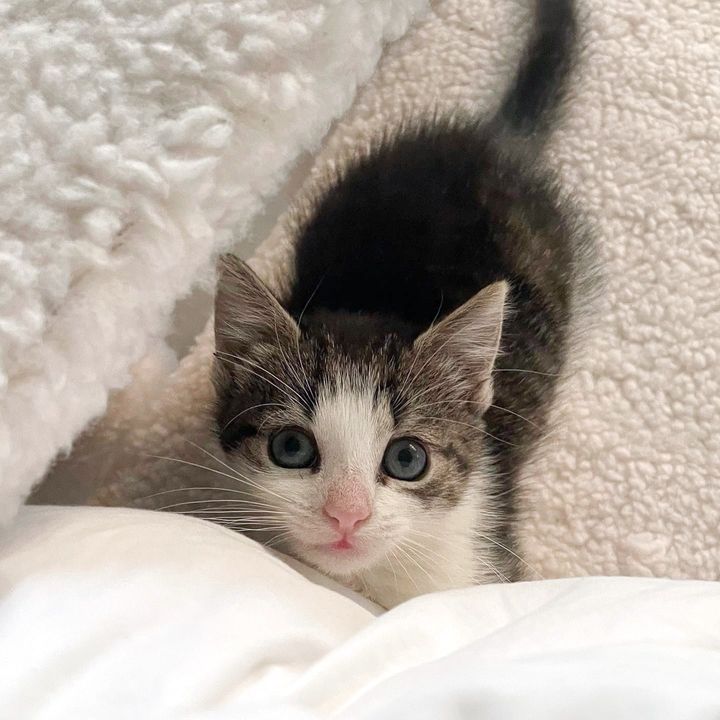 kitten morning greetings